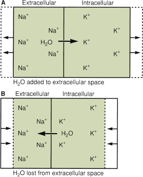Fluids Electrolytes And Acid Base Balance Basicmedical Key