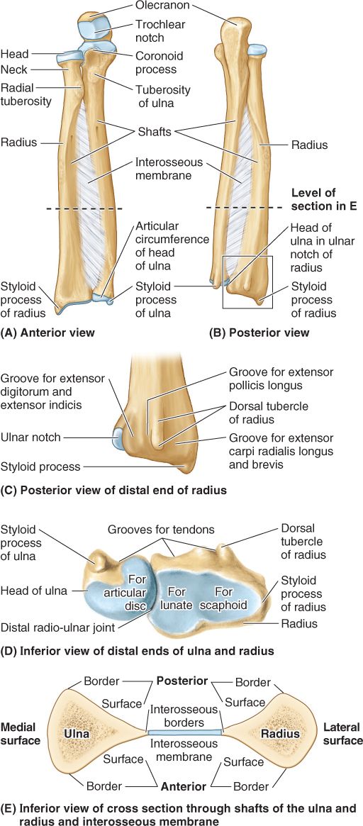 Upper Limb Basicmedical Key