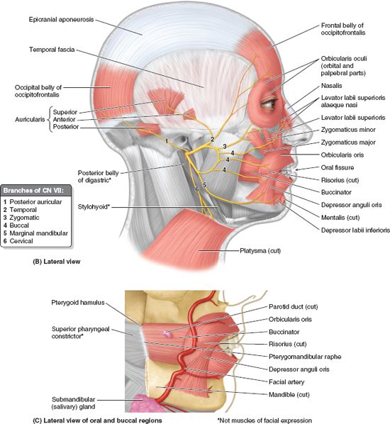 Head Basicmedical Key