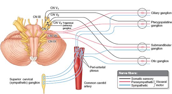 Summary of Cranial Nerves | Basicmedical Key