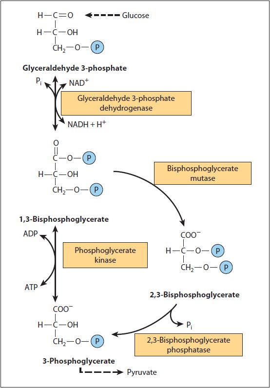 2 3 Bisphosphoglycerate Pathway