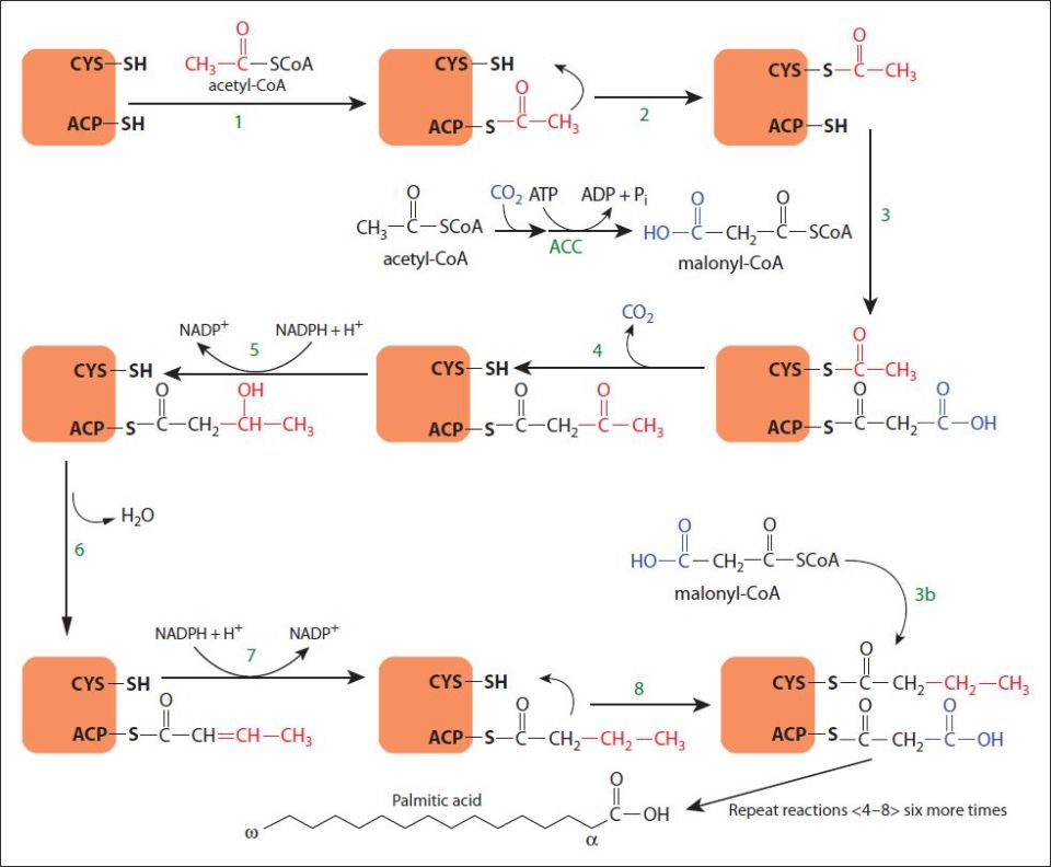 19 Lipids Fatty Acid Synthesis Basicmedical Key