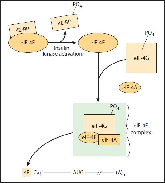 37 Translation Protein Synthesis and Modification Basicmedical Key
