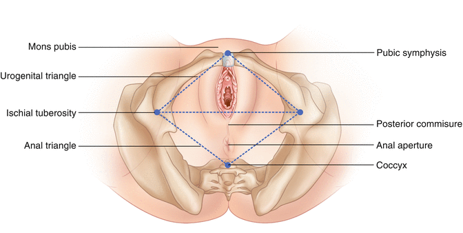 Normal Vulva: Embryology, Anatomy, and Histology ... body cavity blank diagram 