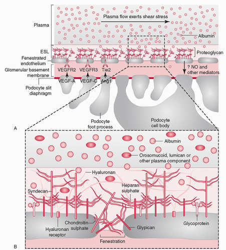Glomerular Basement Membrane Layers