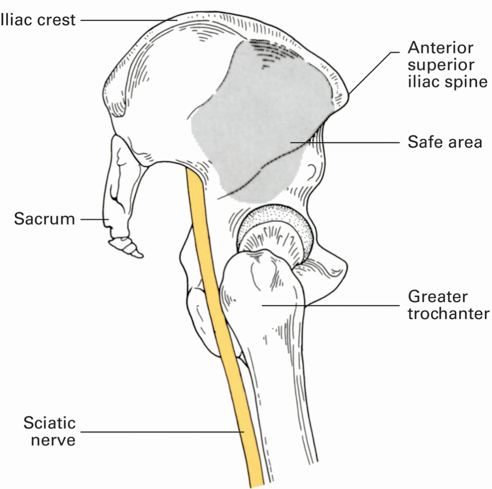 4 The Lower Limb Basicmedical Key