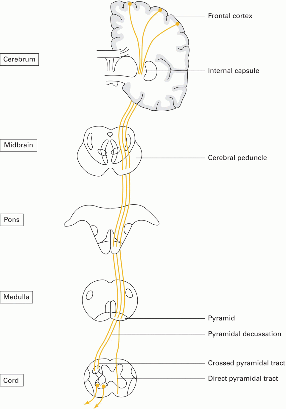 6 The Nervous System Basicmedical Key