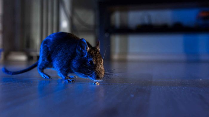 How long can a rat go without food