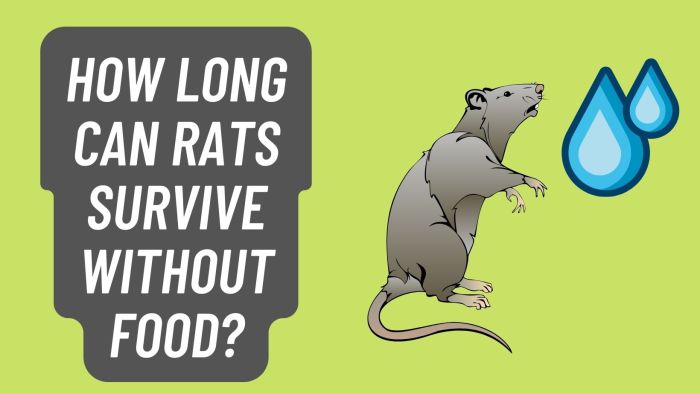 How Long Can a Rat Go Without Food?