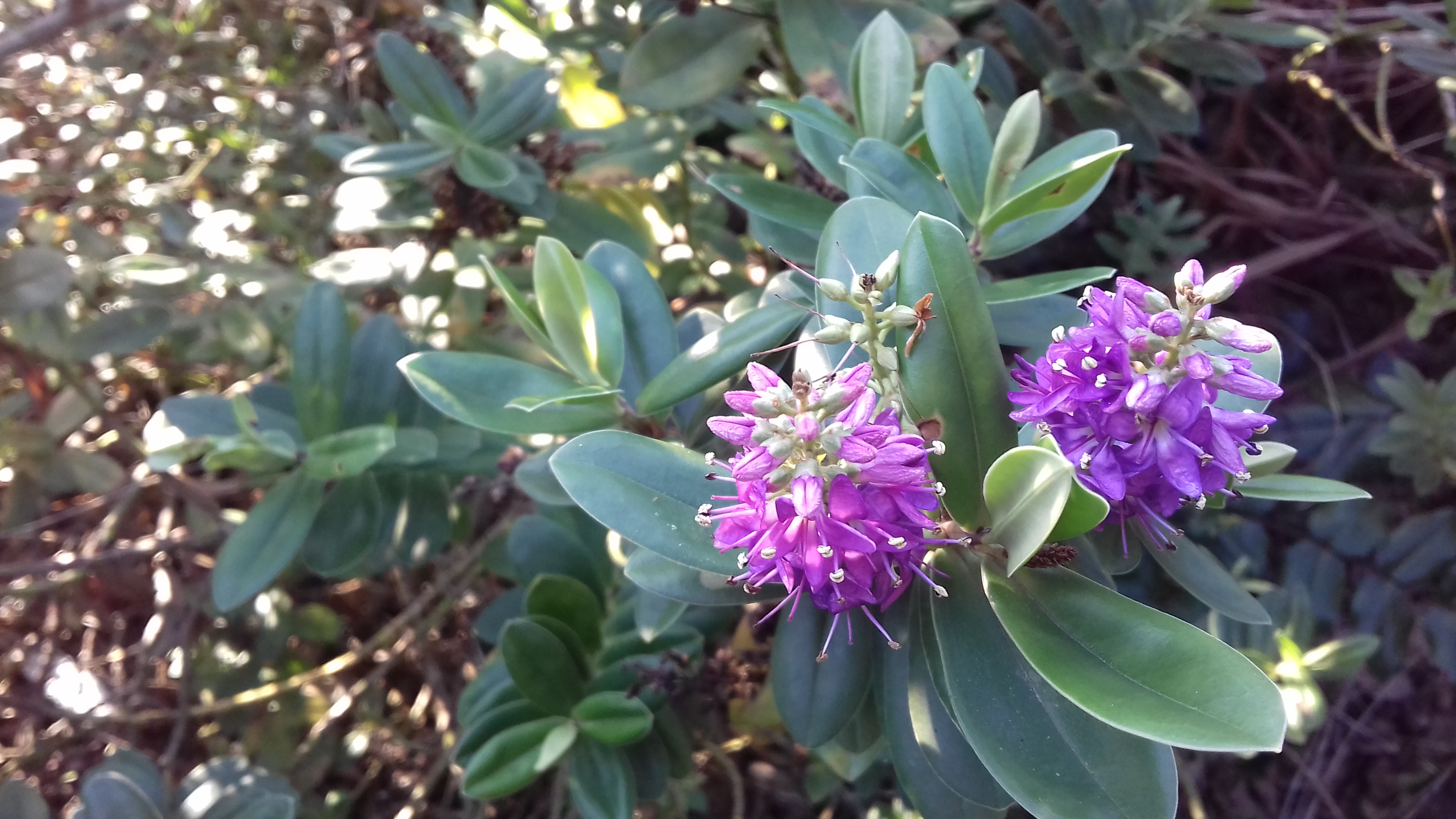 A 12 months within the bee backyard – February