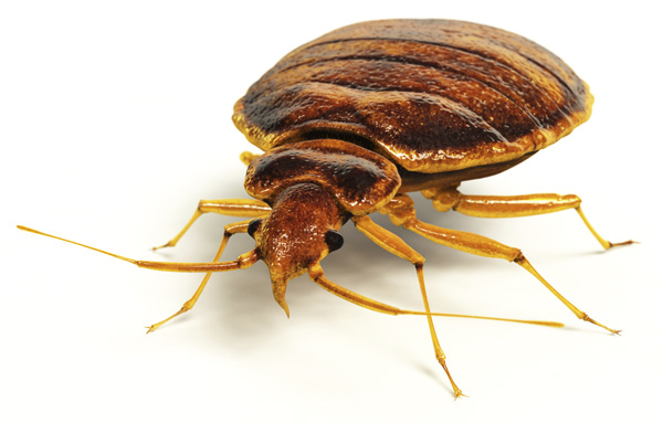 If there are any eggs hidden around your home, you're in . Finding One Bed Bug What Does It Really Mean Bc Bug Vancouver