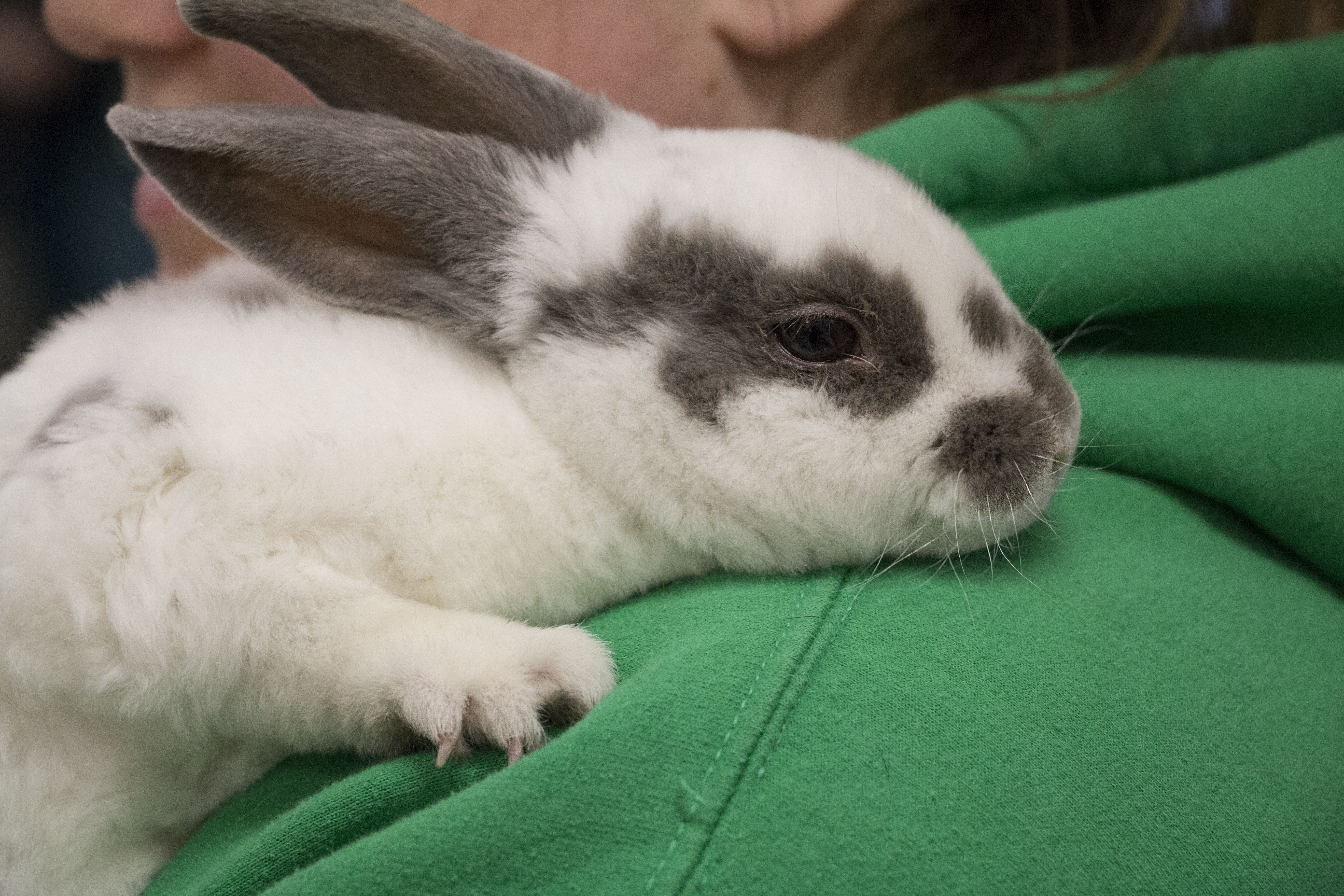spayed female rabbit for sale