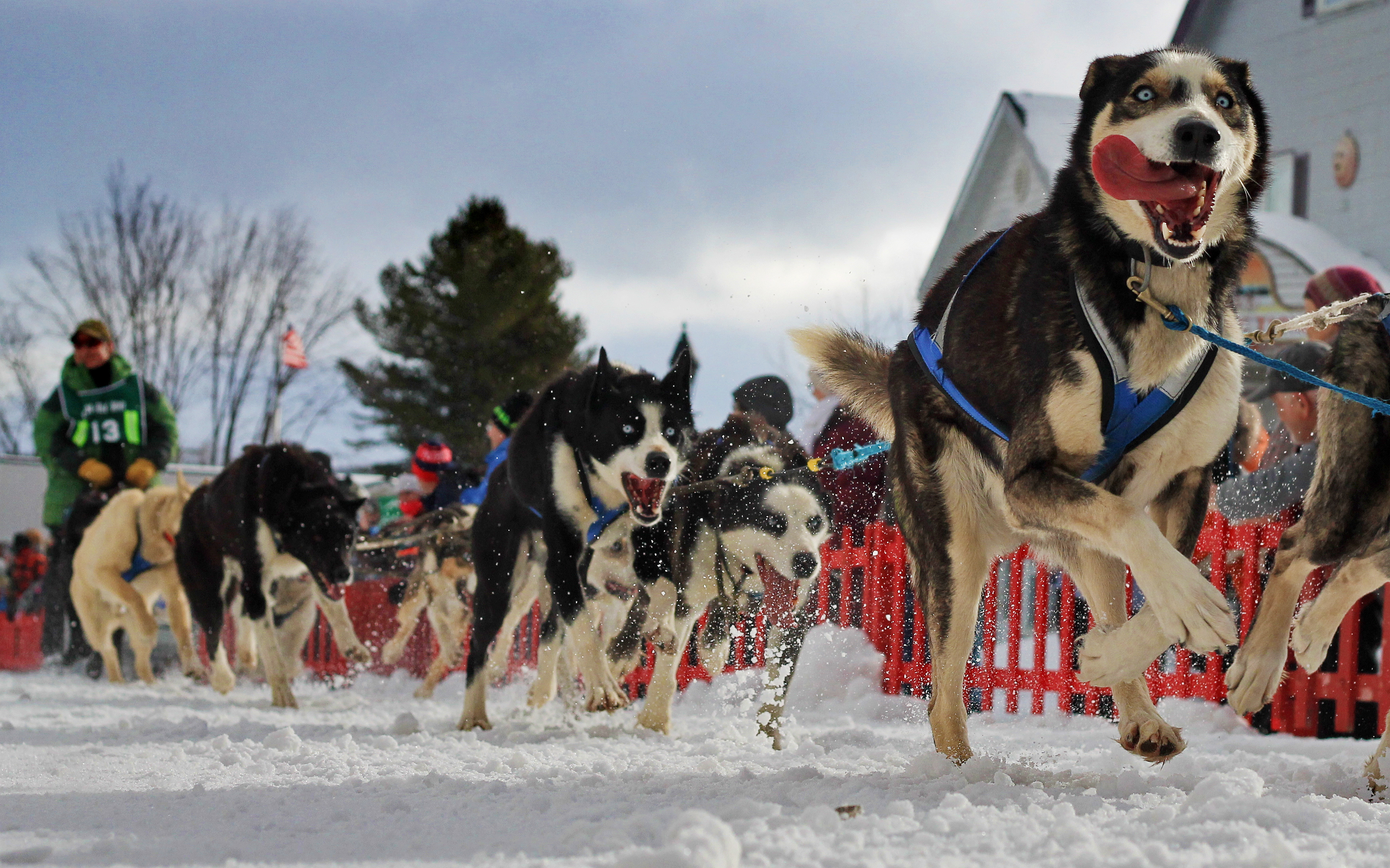 mushing