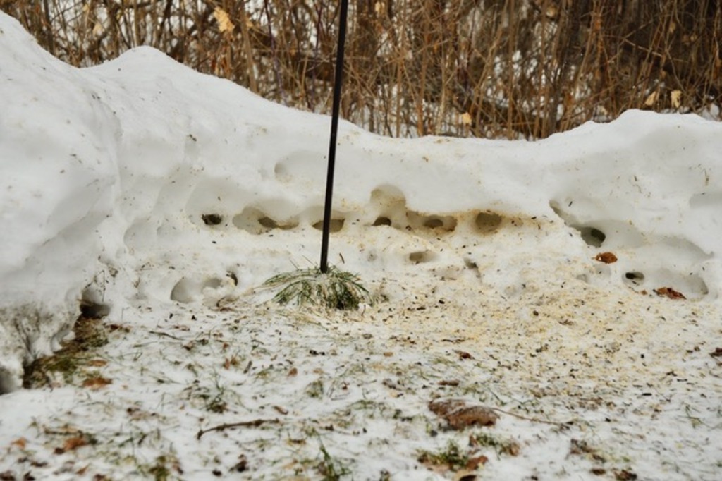 Melting snow reveals a network of tunnels. These are the creatures that