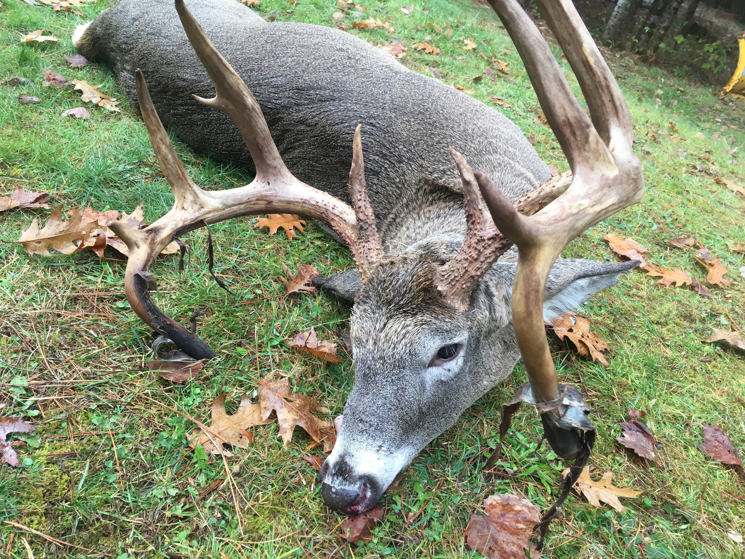 The great collection of monster whitetail deer wallpaper for desktop, laptop and mobiles. Orono Man Bags Deer With Monster Rack To Complete His Grand Slam