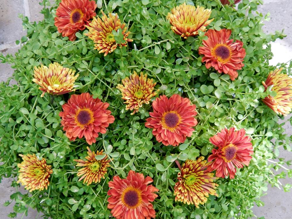 Mums the Word Best Flowers for Fall Beach Landscaping Beach