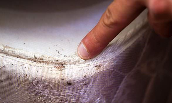 21+ Fresh Best Bed Bug Exterminator Nyc : Do Bed Bugs Have Wings - bed bug denver : Don't let the bed bugs bite? well, nowadays it's the truth.