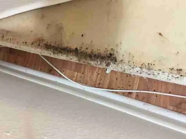 They thrive on your blood and blood from your pets, and they can hide in the tiniest of spots. Photos & Resources - Bed Bug Pros of Florida