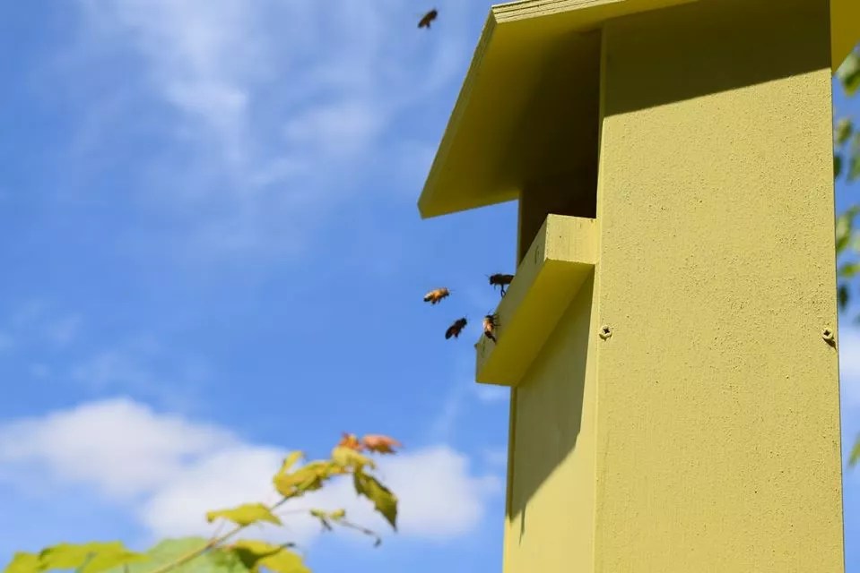 Urban Beekeeping: Your Bees, Your Honey | Beeing 640_x_959_webp