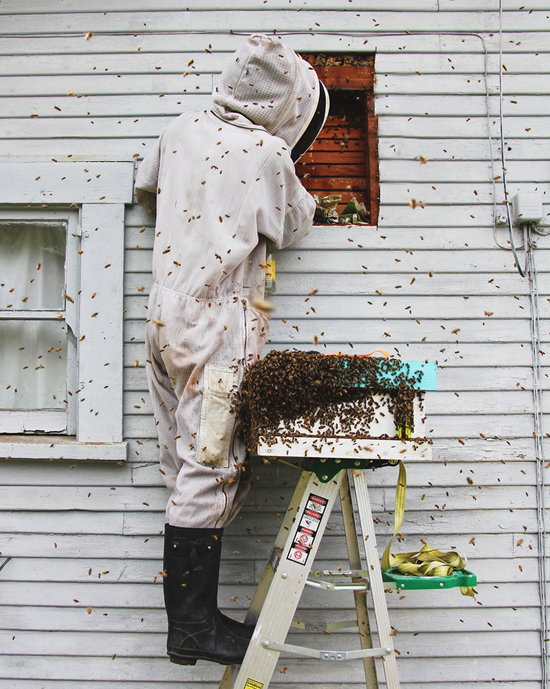 Around 200 species of stingless bees are estimated to exist in the tropics and materialssubtropics (barbosa et al. Why Do Beekeepers Charge For Live Bee Removal Beekeeping Like A Girl
