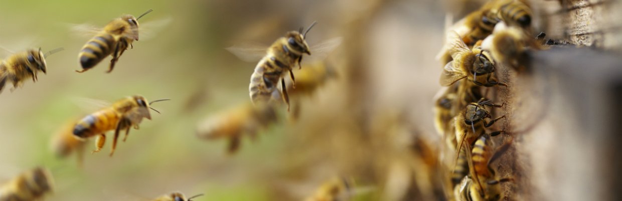 For a free inspection today ; Experts In Yellow Jacket Bee And Wasp Removal The Bee Man