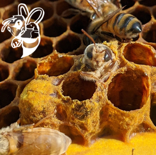 While some counties may have bee keepers who chose to provide free bee . Bee Removal Services Call Now For A Free Bee Control Quote