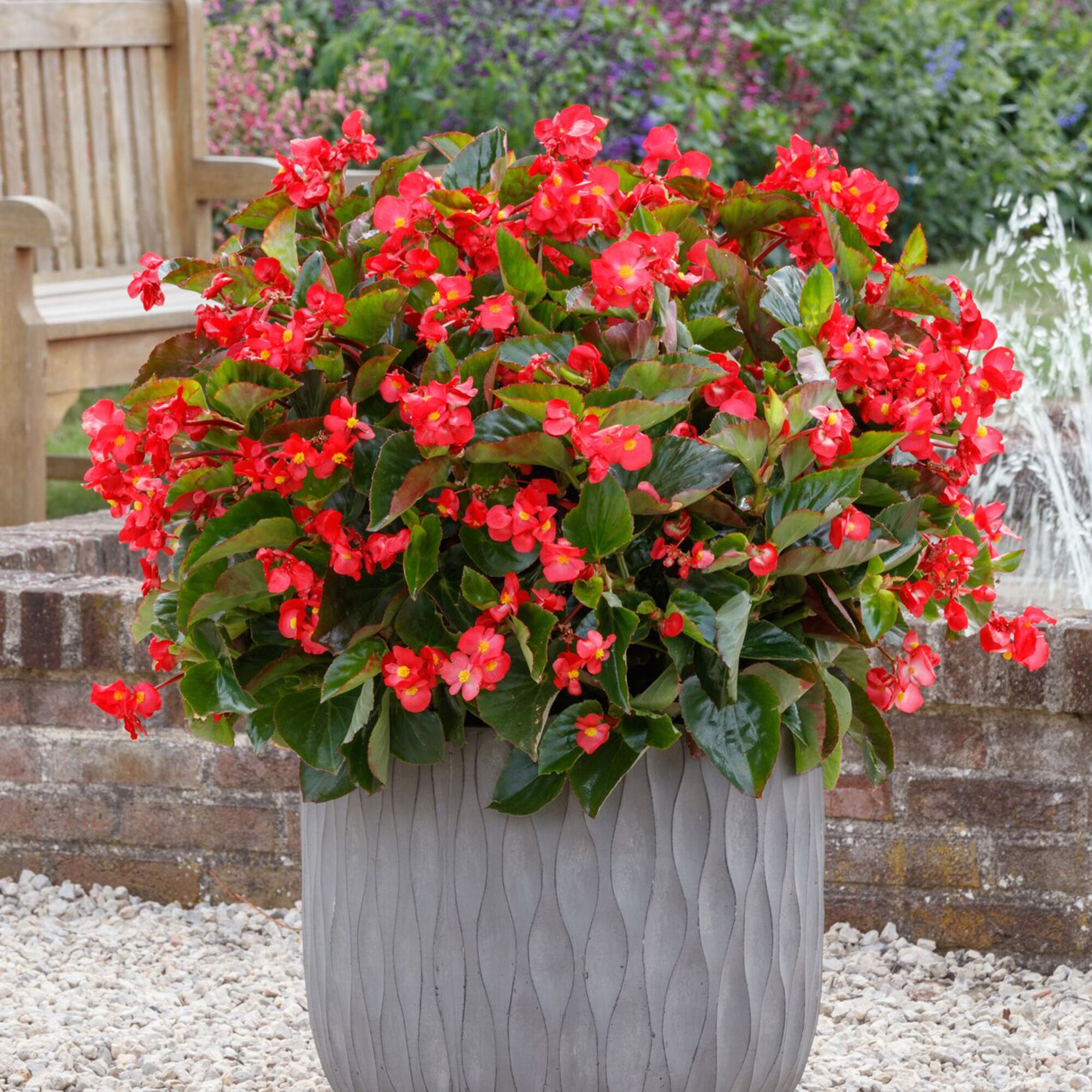 Buy tuberous, hybrid, and wax leaf begonias. Viking Begonias Shaking Up The Garden World Begonia Viking