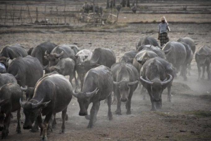 Disambar Petir, Penggembala dan 19 Kerbau di Tapteng Tewas | Bencoolen Times