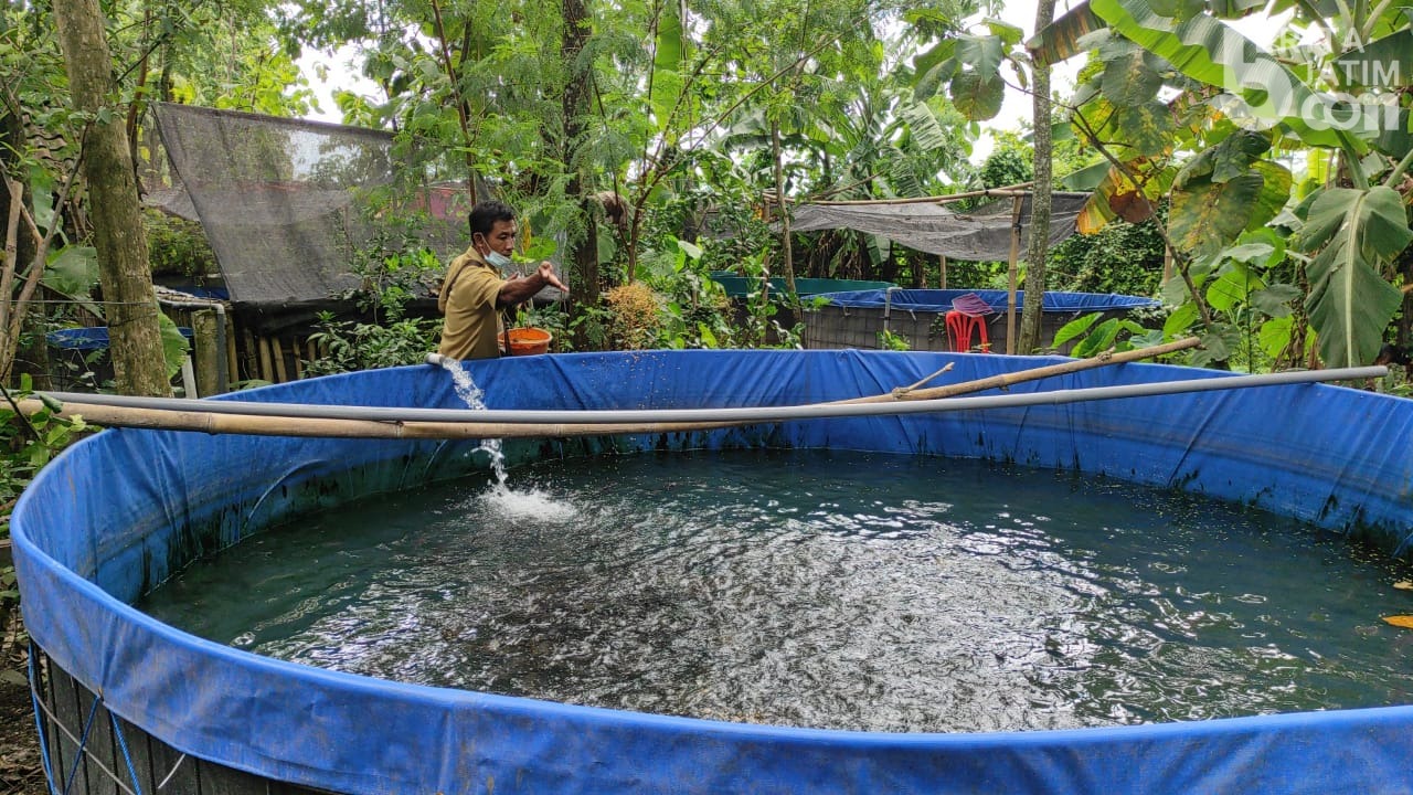 Sekelompok Warga Sukses Budidaya Ikan Lele dengan Menu Tambahan Herbal | beritajatim.com