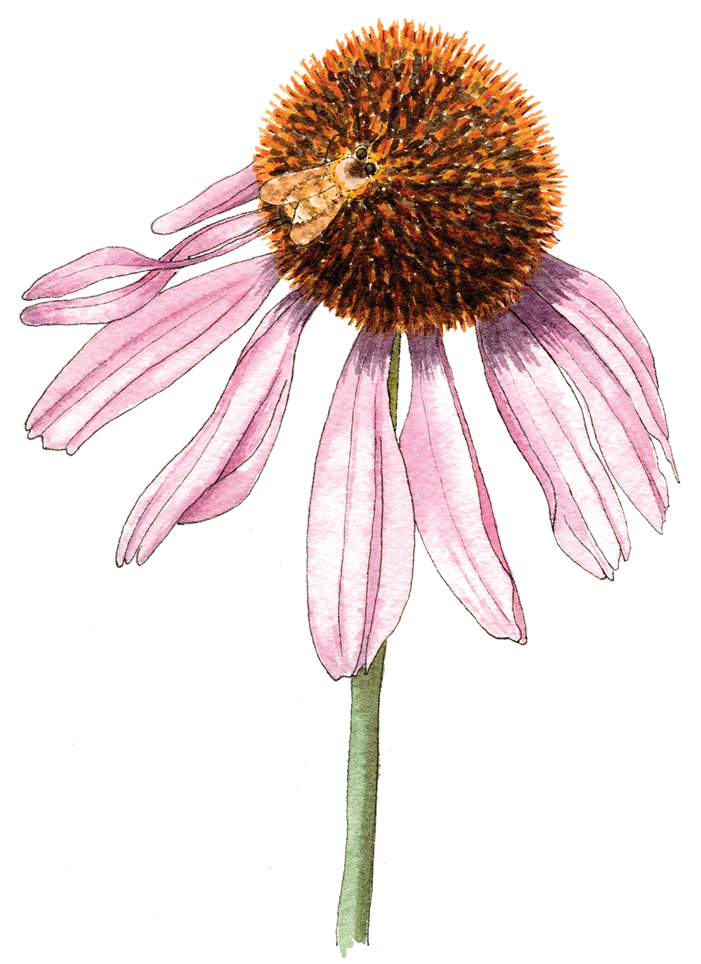 Probably the next most reliable. echinacea+bee-300 - Berkeley Horticultural Nursery
