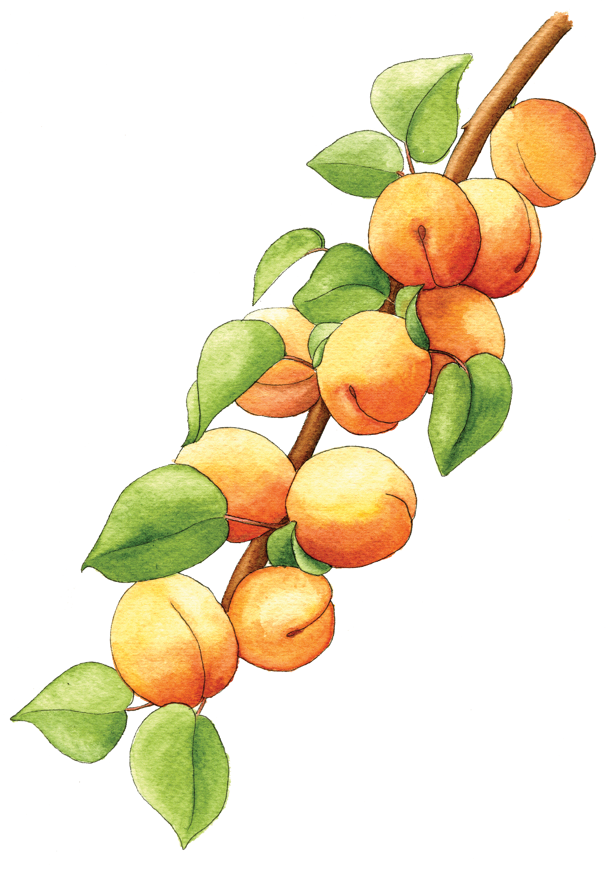 This means planting close together several fruit varieties that . apricot-branch - Berkeley Horticultural Nursery Berkeley