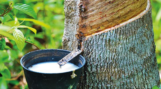 Naturlatexmatratzen haben eine deutlich höhere . Naturlatex Matratzen - Der Weg vom Baum zur Matratze
