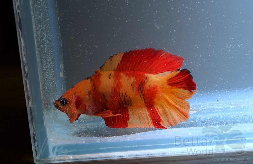 Er hat die farben orange, schwarz und weiß. Farbvarianten Auf Einem Blick