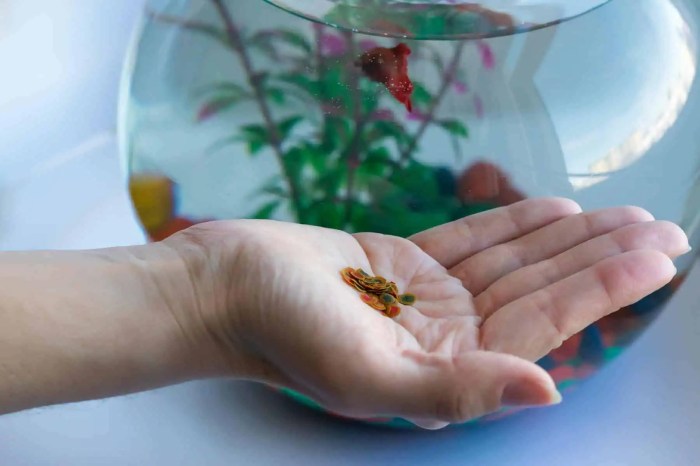 Can Betta Fish Eat Tropical Fish Food?