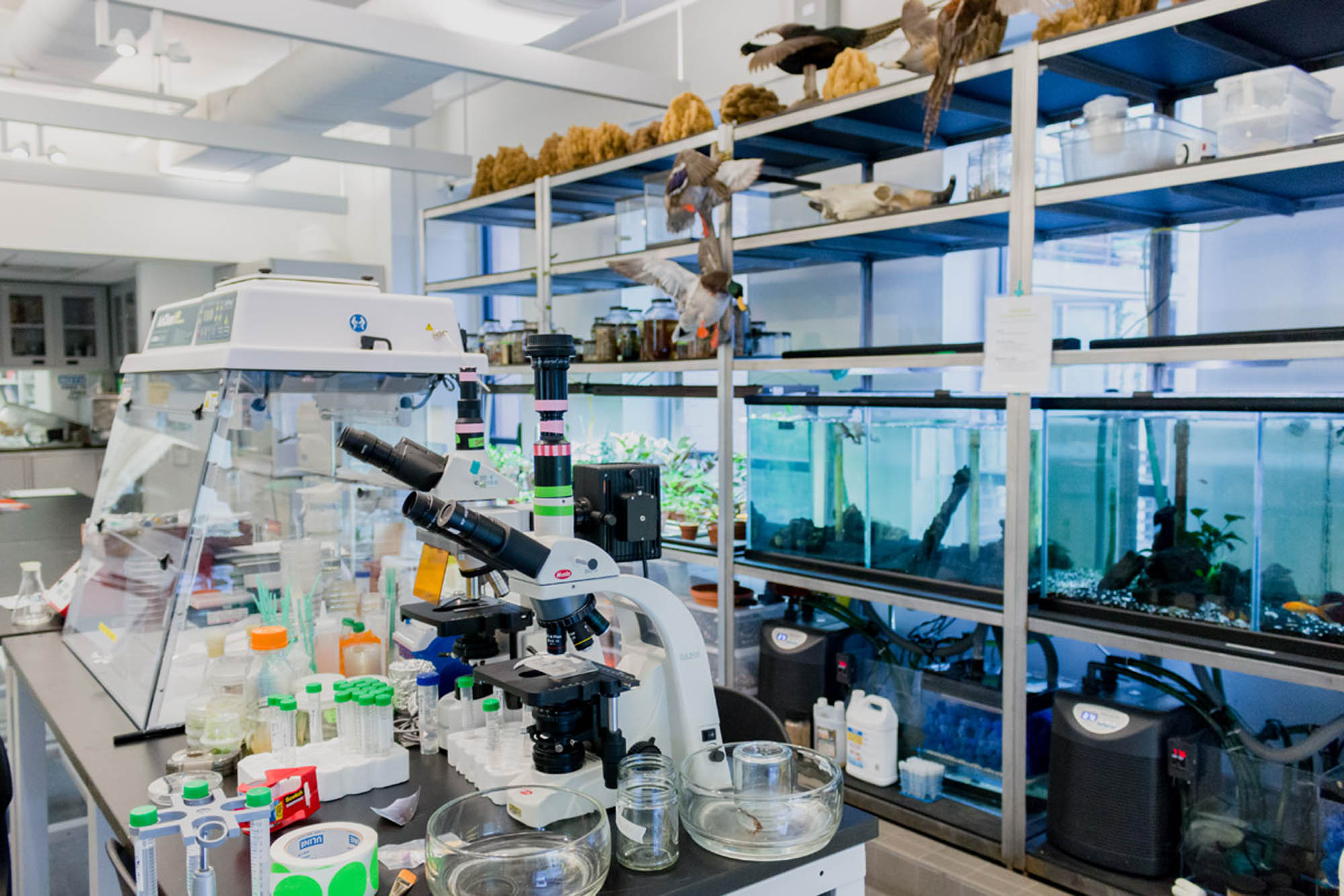 Bio Art Facilities Bfa Fine Arts School Of Visual Arts Sva Nyc