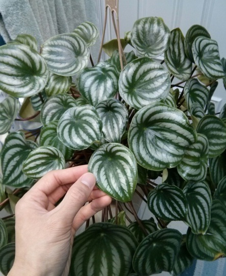 Trailing jade peperomia punya ciri khas daun hijau mengkilap berbentuk bulat. Tanaman Peperomia Argyreia