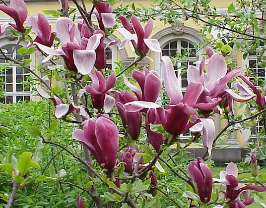 Ada berbagai manfaat kesehatan dari bunga kantil atau cempaka yang kaya akan minyak atsiri. Jual Tanaman Cempaka Merah Magnolia Liliiflora Bibitbunga Com