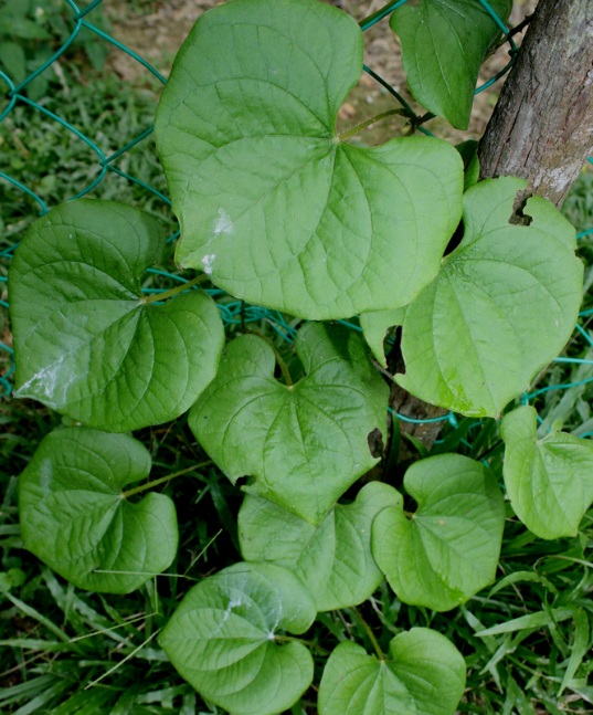 Bolehkah penderita diabetes makan nasi putih? Umbi Gembili, Alternatif Pengganti Nasi Bagi Penderita