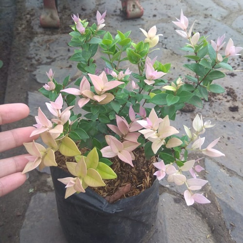 Bentuk daunnya yaitu oval, kecil dan mengkilap serta pada daunnya akan berubah warna dari pink pucat menjadi pink kehijauan atau kekuningan dan saat daunnya sudah tua akan berubah menjadi hijau pekat. Jual Tanaman Daun Elsa | Bibit Online