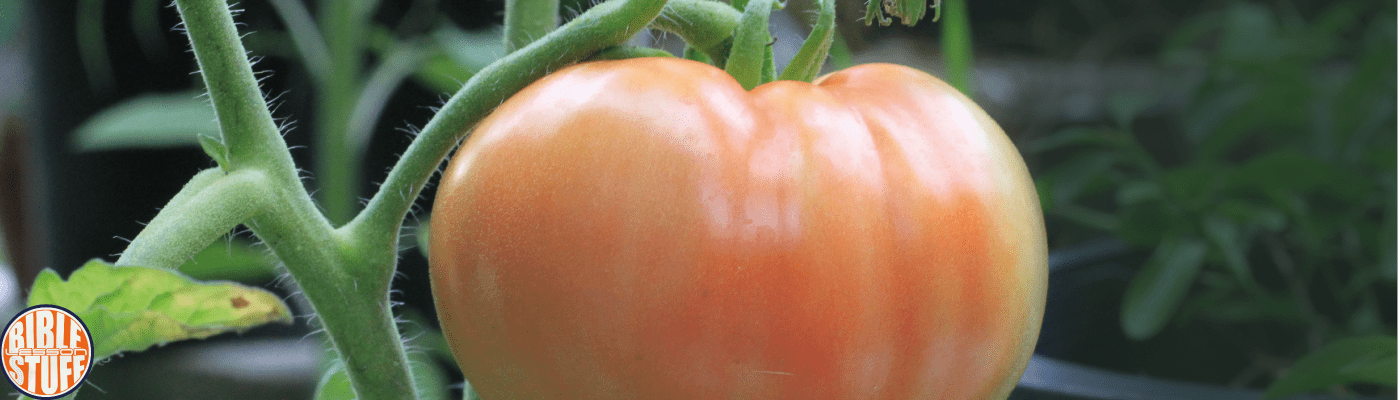 tomato-generosity-bible-lesson-stuff