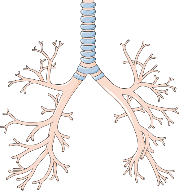 Trachea