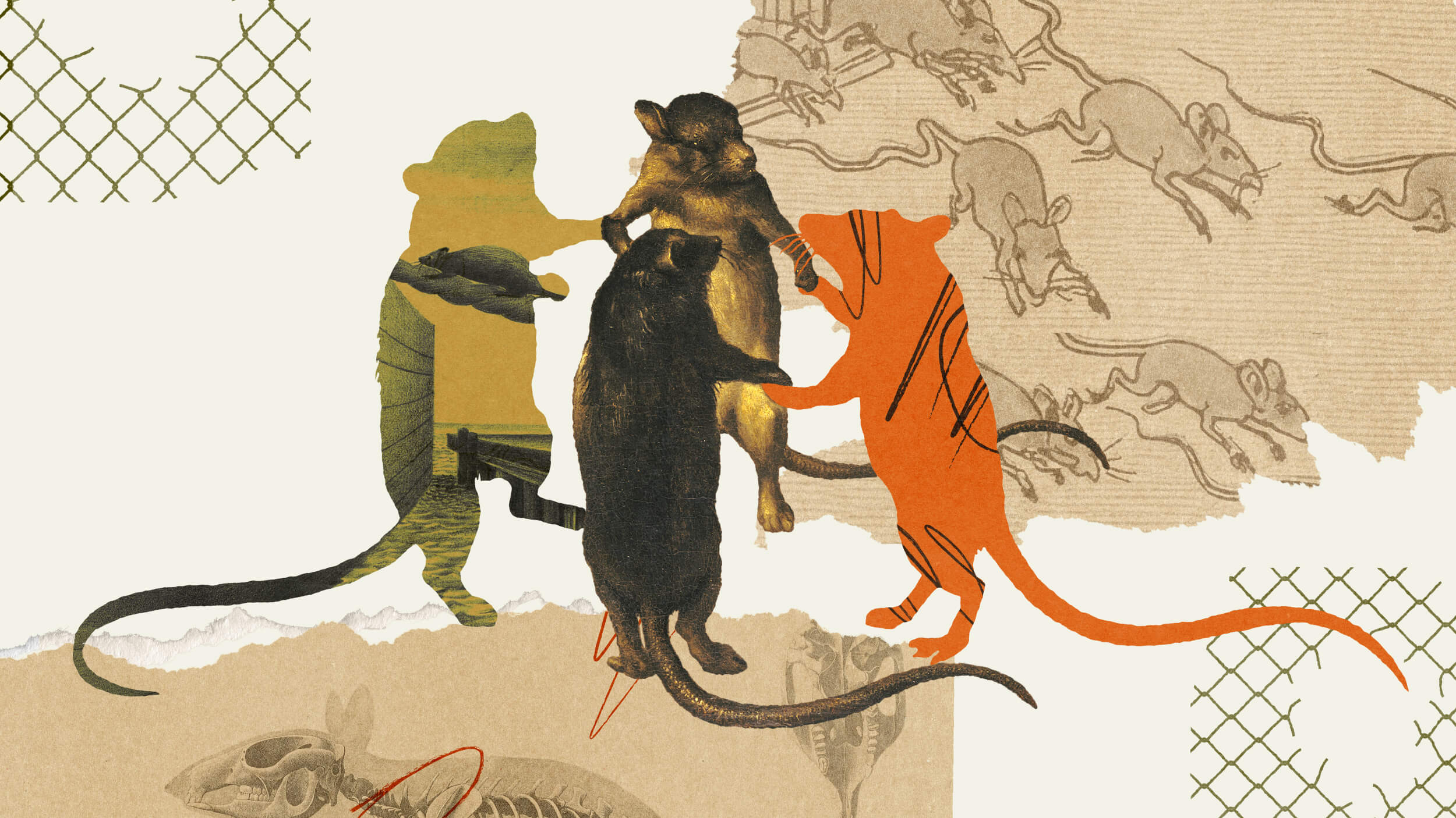 How rats conquered Earth