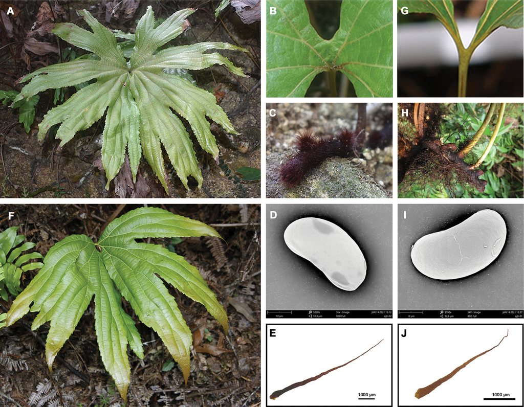 See what your friends are saying about feng wei food centre 丰味美食中心. Dipteris Shenzhenensis A New Endangered Species Of Dipteridaceae From Shenzhen Southern China