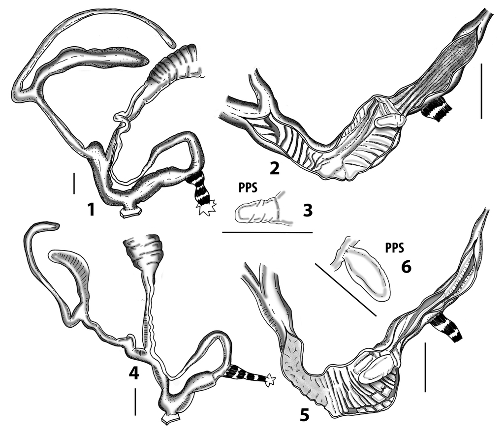 The importance of the sicani has to be emphasized. Morphological Investigation Of Genital Organs And First Insights Into The Phylogeny Of The Genus Siciliaria Vest 1867 As A Basis For A Taxonomic Revision Mollusca Gastropoda Clausiliidae