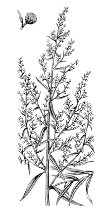 Полынь рисунок карандашом