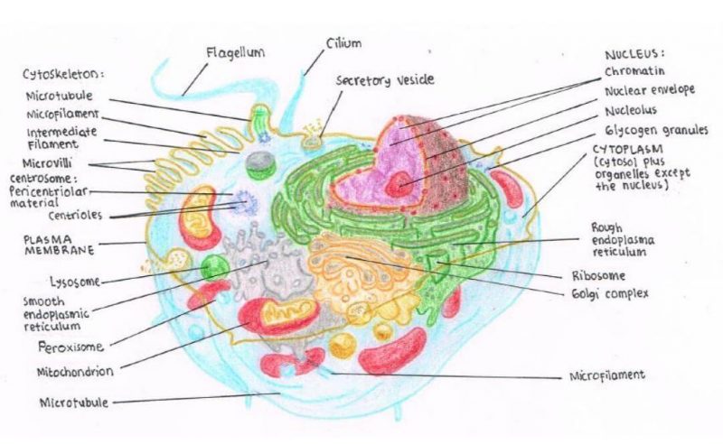 Struktur dan Fungsi Sel