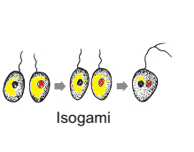 Kingdom protista pengertian ciri struktur klasifikasi contoh. Kingdom Dunia Fungi Dan Peranannya Bagi Kehidupan Biohasanah Smaga