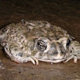 Arroyo Toad (<i>Anaxyrus californicus</i>) Arroyo Toad (<i>Anaxyrus californicus</i>)