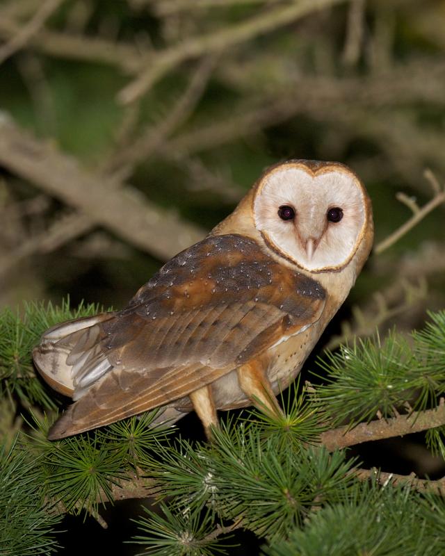 This new device combines a typical vehicle dash camera with an. Barn Owl at Night | BirdNote