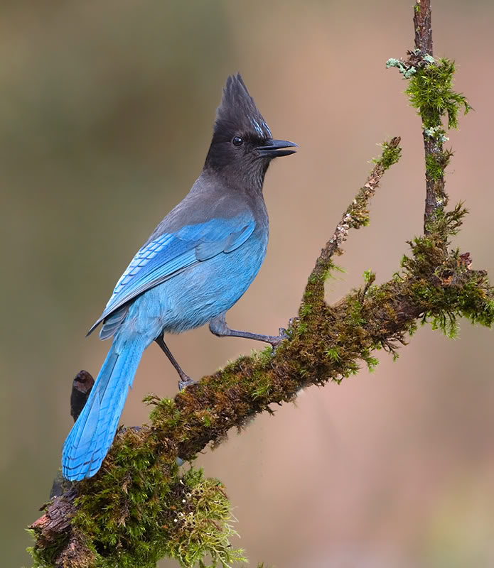 It can spot prey from hundreds of feet in the air. Those Raucous Jays | BirdNote